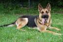 http://germanshepherd.trainingcare.net/wp-content/blogs.dir/18/files/german-shepherd-pics/German-Shepherd11.jpg